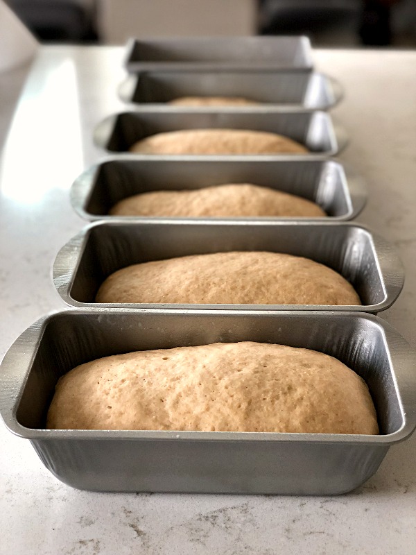 Make 6 Loaves Of Whole Wheat Bread In One Hour Six Sisters Stuff,Banana Hammock