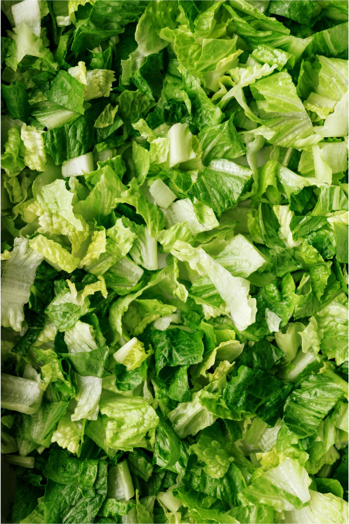 Close up of shredded lettuce